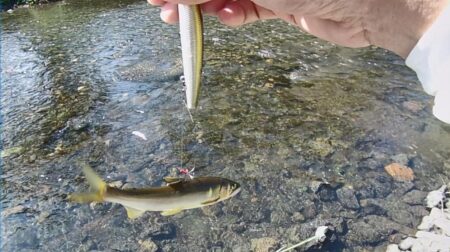 石田川でアユイング、釣れるが小さい